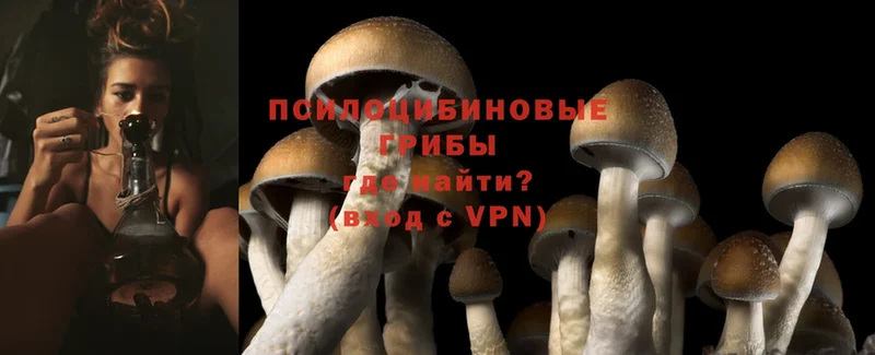 omg ONION  купить закладку  Канаш  Галлюциногенные грибы Magic Shrooms 